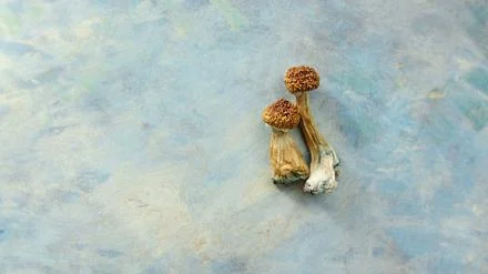 Zur Behandlung von Depressionen: Neuseeland erlaubt medizinischen Einsatz von Wirkstoff aus halluzinogenen Pilzen