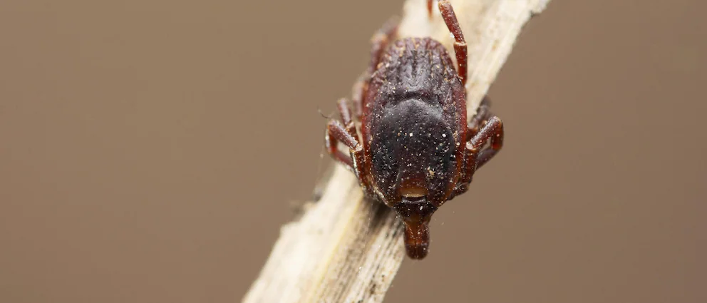 Hyalomma-Zecken breiten sich in Deutschland aus – so schützen Sie sich