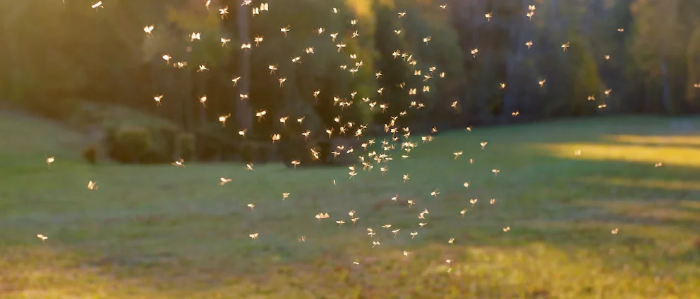 Mückenschwärme im Garten! Diese Hausmittel halten die Tiere fern